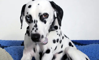The Vicious Circle of Spots Christina France