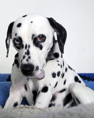 The Vicious Circle of Spots Christina France
