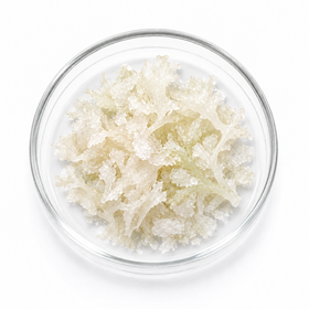 Alga White